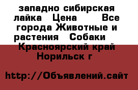 западно сибирская лайка › Цена ­ 0 - Все города Животные и растения » Собаки   . Красноярский край,Норильск г.